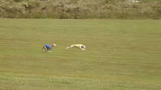 Whippet Lure Coursing GOGLCA 10 2024 [upl. by Sturges911]