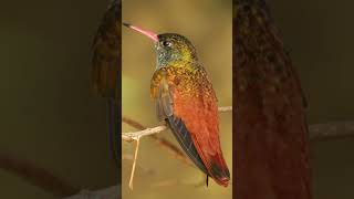 Amazilia Hummingbird  beautiful birds of world [upl. by Tildi]