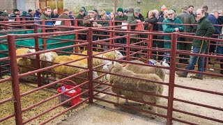 Longtown Mart quotBorder Breedsquot Sheep Sale  February 21st 2017 [upl. by Droffats559]