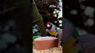 Light lilac breasted male gouldian finch feeding on pick stone from verselelaga and nutribird [upl. by Euqirat]