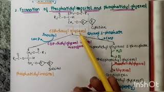 Synthesis of Phospholipids [upl. by Eremaj]