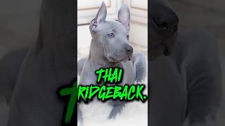 THE THAI RIDGEBACK [upl. by Ennaylil]