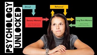 Atkinson amp Shiffrins Multi Store Model of Memory AKA TwoProcess Model  Memory [upl. by Ydnerb]