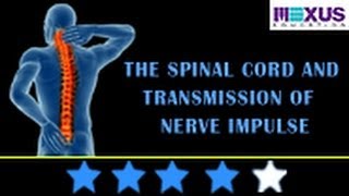 Learn Biology The Spinal Cord and Transmission of Nerve Impulse [upl. by Austine]