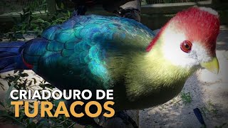 Criação de TURACOS  Criadouro de Aves Exóticas  BIRDTV [upl. by Ancelin]