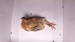 Flesh Eating Beetles VS Japanese Quail Timelapse [upl. by Boggers]