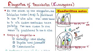 Translation in Eukaryotes  Elongation [upl. by Favin]