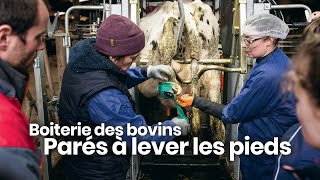 Boiterie des bovins  Parés à lever les pieds [upl. by Rimaj]