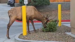 Elk in Tusayan Arizona [upl. by Eanom]