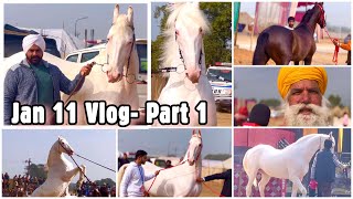 Muktsar Horse Fair 2024 Jan 11 Vlog Part 1  Mela Tour amp Punjab Horse Show Contestants [upl. by Downey994]