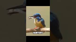 An EXCELLENT HUNTER  Kingfisher 🤓 [upl. by Dacie]