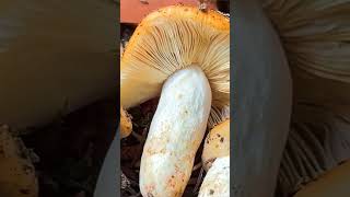 Сыроежка миндальная Russula grata short shorts [upl. by Ayote]