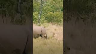 Lions trying to hunt rhino calf 😮😱 wildlife kruger animalsounds animals [upl. by Rurik764]