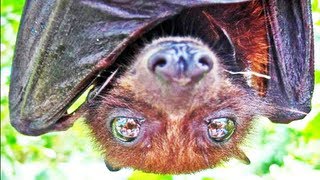 FRUIT BAT UP CLOSE [upl. by Stefan]