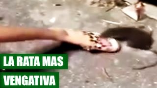 Rata Muerde a Joven por Patearla  VÍDEO VIRAL 2016 [upl. by Miltie976]