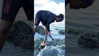 Finding oysters youtube fishing oyster shortvideo food oysterlover viralvideo seafood [upl. by Earehs272]