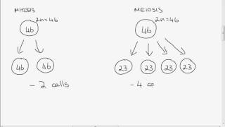 Leaving Cert Biology Mitosis vs Meiosis [upl. by Zubkoff]