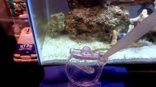 How to test salinity in a saltwater aquarium [upl. by Attennaej]