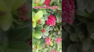 Ixora flowers [upl. by Phenice]