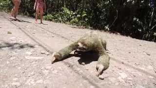 Sloth crossing the road in Costa Rica [upl. by Zonnya]