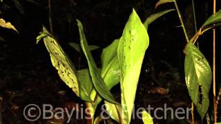 Hardwicke’s Woolly Bat sequence clip 4 Mulu NP Malaysia 20140320202251m2ts [upl. by Karlise216]