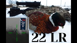 BIRD HUNTING 22LR RUGER RIFLE 1022 TAKEDOWN HUNTING FOR WILD CHICKEN [upl. by Boaten]