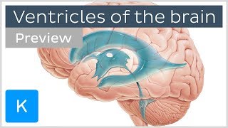 Ventricles of the brain and CSF preview  Human Neuroanatomy  Kenhub [upl. by Wat552]