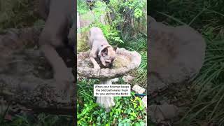 Dog Jumps Onto Bird Feeder Fountain and Relaxes in It  1444851 [upl. by Lehcim]