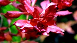 Aquarium Plants LUDWIGIA PALUSTRIS [upl. by Ynetsed]