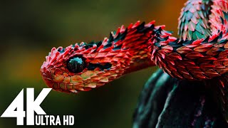 🔴 Wildlife 4K UHD 247  Relaxing Music With Beautiful Nature amp Animals Videos4K Video Ultra HD [upl. by Racso]