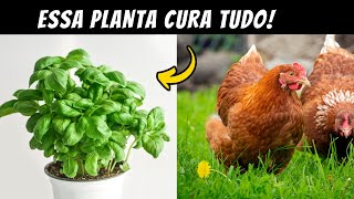 ESSA PLANTA É UM PODEROSO REMÉDIO NATURAL PARA SUAS GALINHAS [upl. by Dreeda]