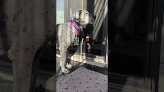 Birdie’s progress lately greatdane rescuepup rescuedog dogtraining bestfriend [upl. by Jannery]