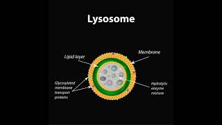 structurefunctions oflysosomes biology priyamam shorts 😊 [upl. by Effie]