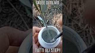 Talee di Olivo tutti i passaggi per realizzarle short [upl. by Nosyla631]