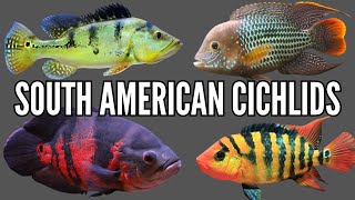 Top 10 Most Aggressive South American Cichlids [upl. by Eldorado]