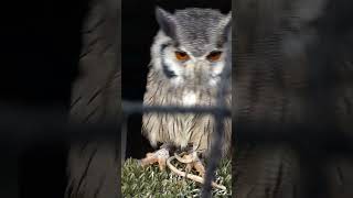 EXCITABLE WHITEFACED SCOPS OWL [upl. by Yorick156]