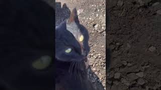 Katze miaut unglaublich süß viral cat cute [upl. by Ferneau906]