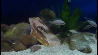 Tanganyika tank Sand dwellers amp Tropheus moliro [upl. by Eikin38]