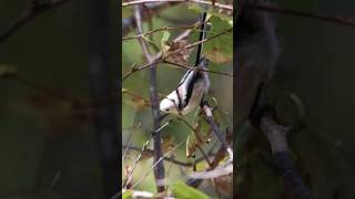 Longtailed tit eating tree buds [upl. by Navannod]