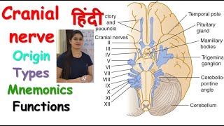 Cranial Nerves in Hindi  Origin  Types  Mnemonics  Functions  RajNEET Medical Education [upl. by Negem386]