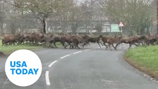 Big herd of deer crosses the road in a surprising video  USA TODAY [upl. by Gilman]