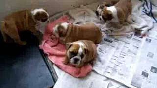 8 weeks old english bulldog Puppies for adoption [upl. by Eciruam]