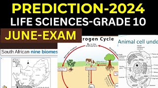 PREDICTIONS GRADE 10 2024 JUNE EXAMS LIFE SCIENCES GRADE 10 THUNDEREDUC BY B SAIDI [upl. by Llecrup]