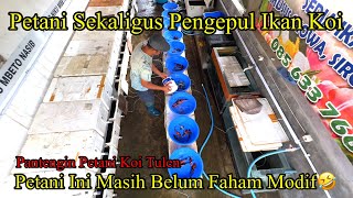 Petani Koi Ini Belum Faham Modifikasi😊😊‼️Buruan‼️Khusus Koi Showa‼️Petani Koi sekaligus Pengepul [upl. by Alimrahs642]