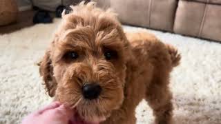 Thelma UPDATE  Micro Goldendoodle  Family Bred Puppies [upl. by Nivlad]