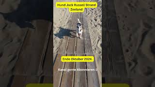 Hund Jack Russell Strand Zeeland Niederlande Oktober 2024 [upl. by Narok]