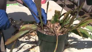 Trimming Epiphyllum plants [upl. by Lyell]