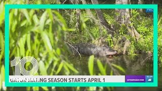 Gator mating season in Florida starts April 1 What you need to know to stay safe [upl. by Barren]