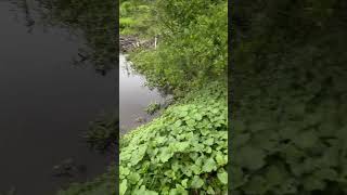 Beaver swamps in front yard wetland beaverlake shorts [upl. by Abih]