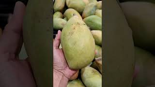 Picking Huge Fish Mango Fruit 🥭😍😋 shortsfruits mangofruit mango fruits fruitpicking [upl. by Nanaek]